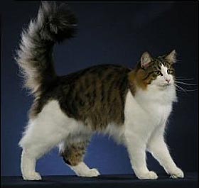 Норвежский лесной кот